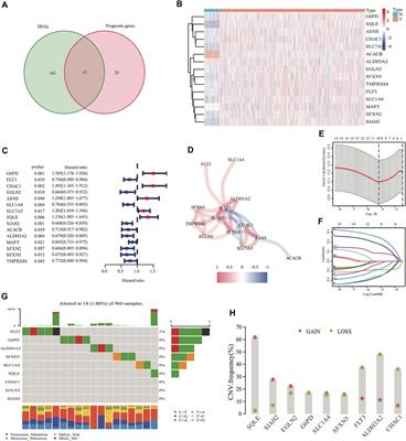 Development and Validation of a Robust Ferroptosis-Related Gene Panel for Breast Cancer Disease-Specific Survival